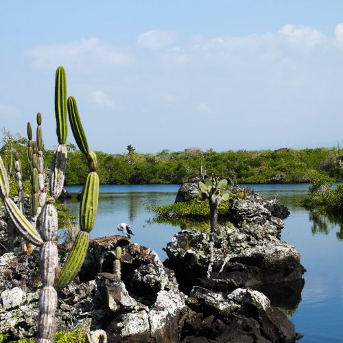 Galapagos-Autentico-I