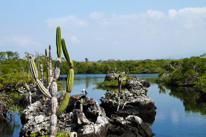 Galapagos-Autentico-I