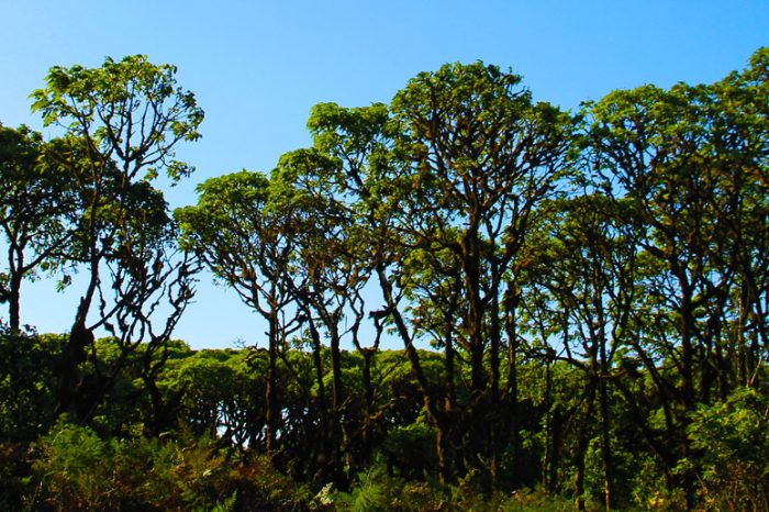 Isabela-Santa Cruz 5 Tage