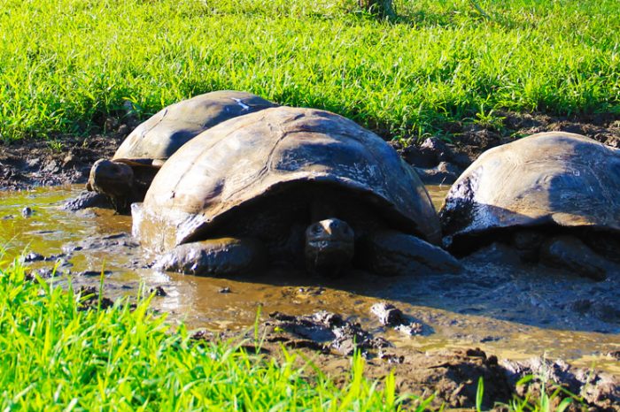 Santa Cruz-San Cristobal 5 Tage