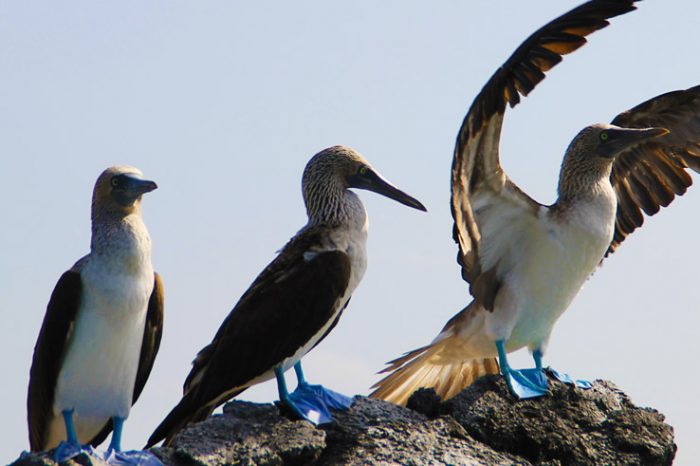 Santa Cruz-San Cristobal 5 Tage Deluxe