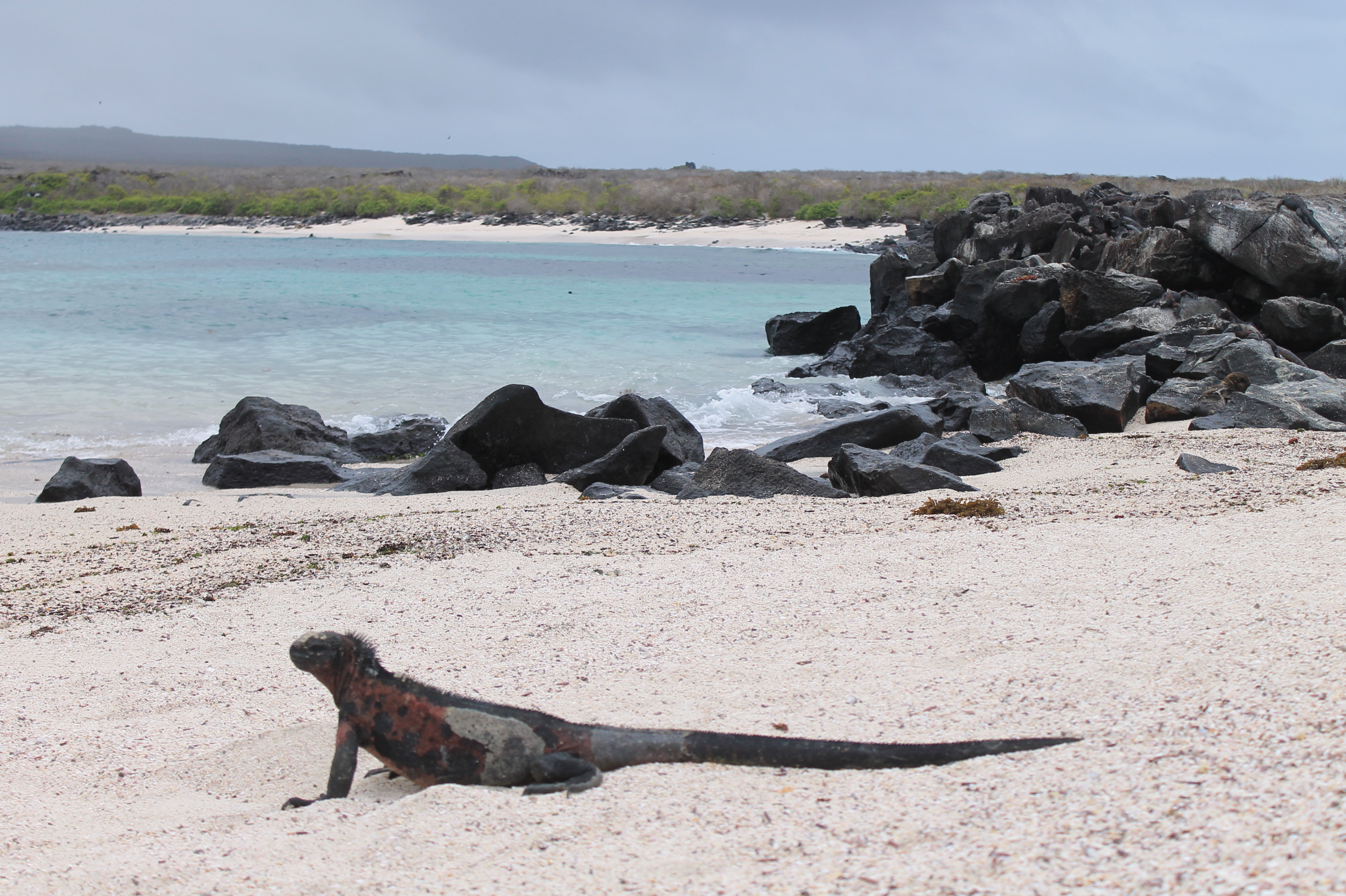 Isabela-Santa Cruz-San Cristobal 8 Tage Deluxe